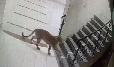 જુનાગઢ કૃષિ યુનિવર્સિટીની હોસ્ટેલમાં દીપડાના આટાફેરાના CCTV ફૂટેજ સામે આવતા વિદ્યાર્થીઓ અને કર્મચારીઓમાં ભયનો માહોલ.