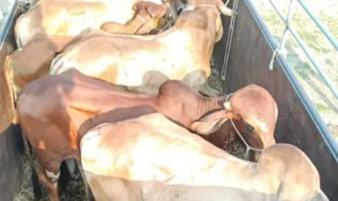 જામનગરમાં કતલખાને લઈ જવાતા ૧૨ ગૌવંશને બચાવાયા.