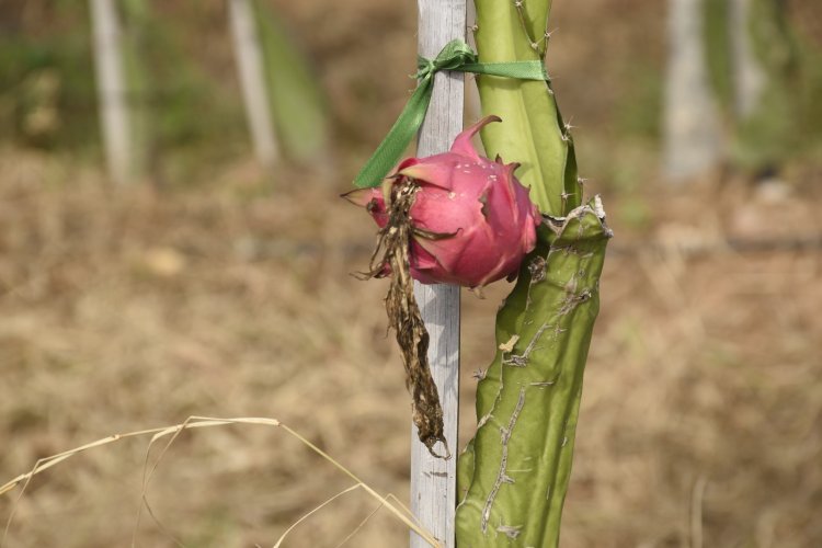 સ્વાસ્થ્યવર્ધક ફ્રૂટની ખેતીમાં ધ્રાંગધ્રાનાં રાજવી પરિવારનું 'એક્ઝોટિકા ડ્રેગન ફ્રૂટ ફાર્મ' આજે અનેક ખેડૂતો માટે બન્યું પ્રેરણાસ્ત્રોત