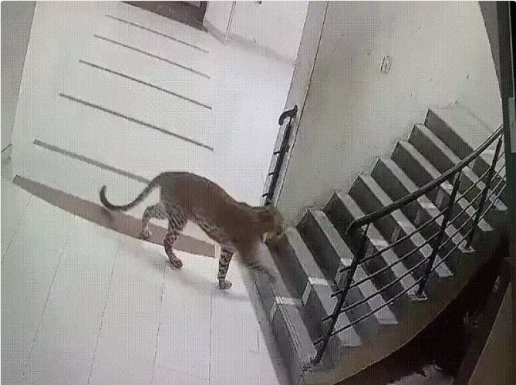 જુનાગઢ કૃષિ યુનિવર્સિટીની હોસ્ટેલમાં દીપડાના આટાફેરાના CCTV ફૂટેજ સામે આવતા વિદ્યાર્થીઓ અને કર્મચારીઓમાં ભયનો માહોલ.