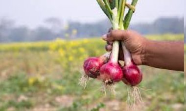 ખેડૂતની દુર્દશા! ૬૬ હજારનો ખર્ચ કરી ડુંગળી ઉગાડી, મળ્યા માત્ર ૬૬૪ રૂપિયા