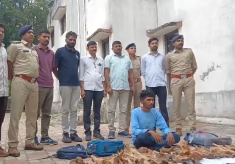 ગિરનાર જંગલ વિસ્તારમાં ચંદનનાં લાકડાની ચોરી ઝડપાઈ