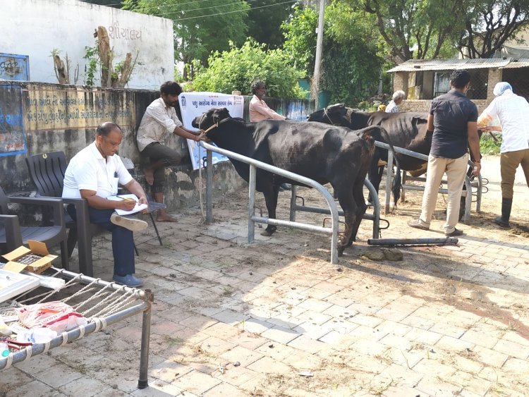 જિલ્લામાં ૬૭ પશુ આરોગ્ય મેળા થકી ૧૪૦૪૪ પશુઓનું નિદાન અને સારવાર કરવામાં આવી