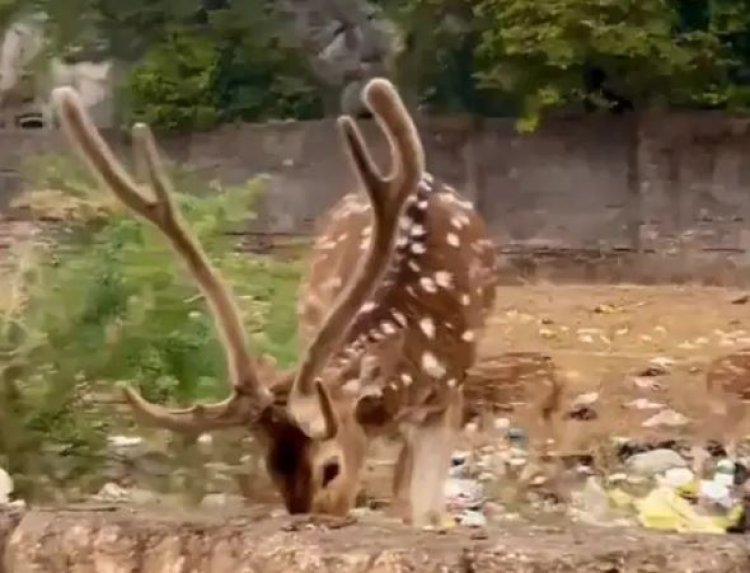 ગિરનારમાં હરણ પ્લાસ્ટિક ખાતા હોવાનો વિડીયો વાયરલ : વન્યજીવોના અસ્તિત્વ સામે ગંભીર સવાલો