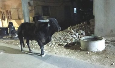 યાત્રાધામ દ્વારકામાં આખલાઓનાં આતંક સામે હાઇકોર્ટમાં PIL