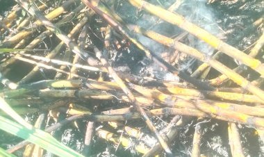 લોઢવા ગામે શેરડીના પાકમાં લાગી આગ ૬ વીઘાનો શેરડી બળીને ખાખ