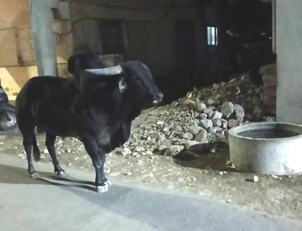 યાત્રાધામ દ્વારકામાં આખલાઓનાં આતંક સામે હાઇકોર્ટમાં PIL