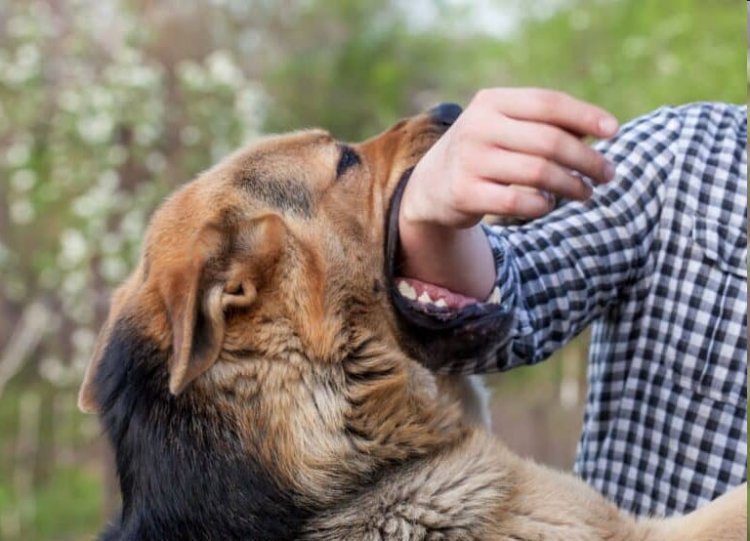 જૂનાગઢમાં આવો ભલે પણ કુતરાથી સાવધાન રહેજાે!