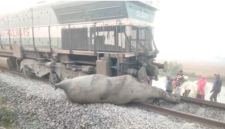 આસામમાં રાજધાની એક્સપ્રેસ ટ્રેન હેઠળ કચડાઈ જવાથી પાંચ હાથીના કરૂણ મોત