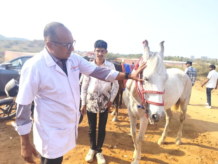 વેટરનરી કોલેજ, કામધેનુ યુનિવર્સિટી, જૂનાગઢ દ્વારા વાંકાનેર ખાતે યોજાયેલ ૧૭માં ‘કામા‘ અશ્વ શોમાં તકનીકી નિષ્ણાંત સેવાઓ પૂરી પાડવામાં આવી