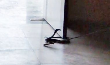 ગીર સોમનાથ જિલ્લા પંચાયત ભવનમાં કોબ્રા સાપ પ્રવેશતા કર્મચારીઓમાં ભય, મોટી દુર્ઘટના ટળી