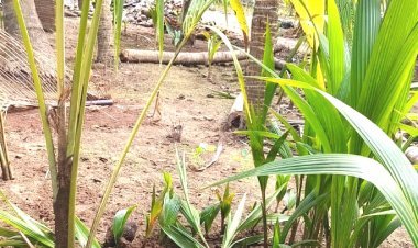 માંગરોળ કરાળપા સીમમાં ધોળા દિવસે તસ્કરો ત્રાટક્યા