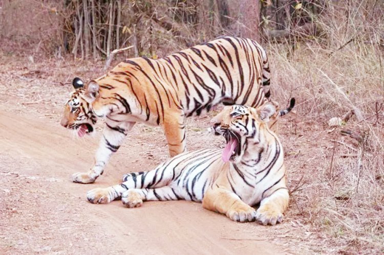 વર્ષ ર૦રપમાં દેશમાં ૧૬૬ વાઘના મોત : અસ્તિત્વ પર સંકટ