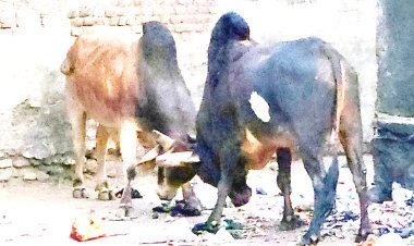 ખંભાળિયામાં બે આખલાઓના મલ્લ યુદ્ધથી લોકો ભયભીત થયા