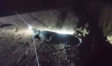 વંથલીનાં સુખપુરમાં મદ્યરાતે આવેલી ચડેલી મગરનું દિલધડક રેસ્કયુ કરાયું