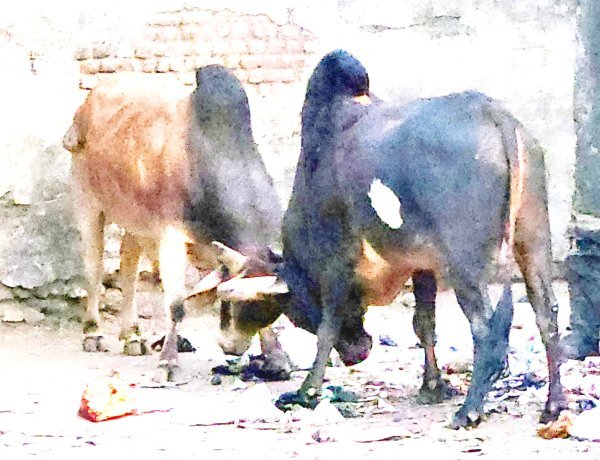 ખંભાળિયામાં બે આખલાઓના મલ્લ યુદ્ધથી લોકો ભયભીત થયા