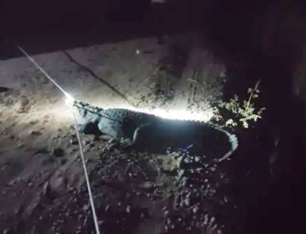 વંથલીનાં સુખપુરમાં મદ્યરાતે આવેલી ચડેલી મગરનું દિલધડક રેસ્કયુ કરાયું