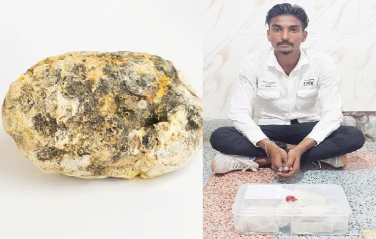 રૂા. ૧.૮ર કરોડની કિંમતની વ્હેલ માછલીની ઉલટી (એમ્બરગ્રીસ) સાથે બિલખાનો શખ્સ ઝડપાયો