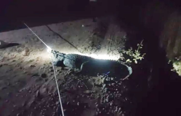 વંથલીનાં સુખપુરમાં મદ્યરાતે આવેલી ચડેલી મગરનું દિલધડક રેસ્કયુ કરાયું