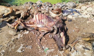 શાપુરથી નાના કાજલીયાળા જવાનાં માર્ગ પર મધુરમ ફાર્મ પાસે મૃત પશુઓનાં ચામડા ઉતારી હાડપિંજર ફેંકવાને કારણે રોગચાળાનો ખતરો