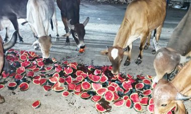 ભાણવડમાં ગૌ - સેવાનો પ્રેરણાદાયી અભિગમ  મલિક વિહોણા ગૌવંશ અને બળદને તરબૂચનું જમણ