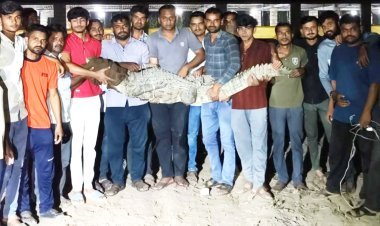 ભાણવડમાં મગરનું દિલધડક રેસ્ક્યુ કર્યા બાદ બરડાના પ્રાકૃતિક આવાસમાં મુક્ત કરાયો