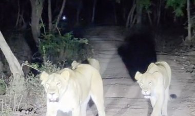 તાલાળાનાં વાડલા ગીર ગામે લટાર મારતા વનરાજાે