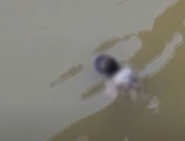 જૂનાગઢના વંથલી-સોમનાથ હાઈવે નજીક ઓઝત નદીના પુલ પાસે યુવકની તરતી લાશ મળી