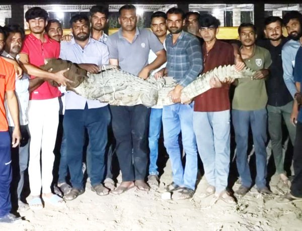 ભાણવડમાં મગરનું દિલધડક રેસ્ક્યુ કર્યા બાદ બરડાના પ્રાકૃતિક આવાસમાં મુક્ત કરાયો