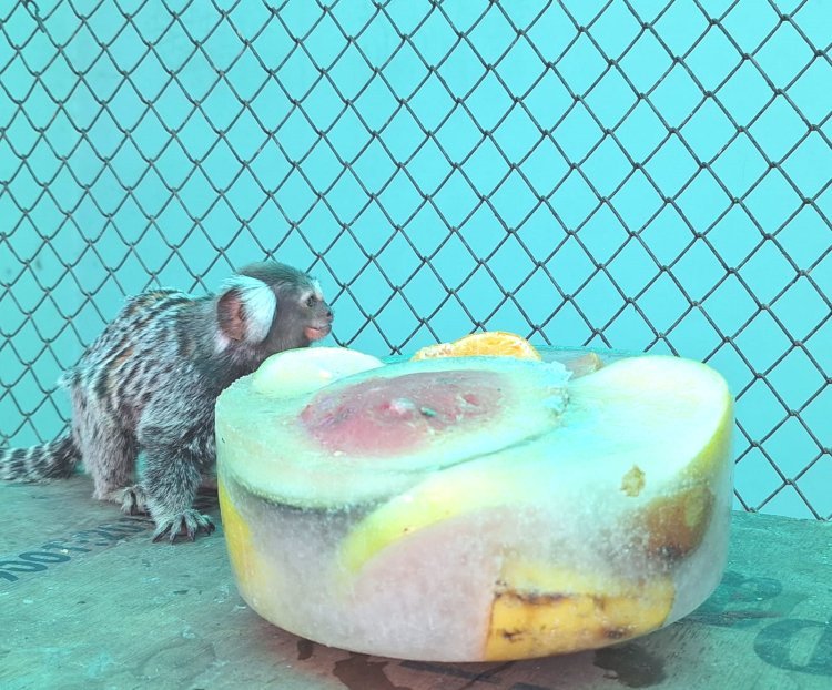 તીવ્ર ગરમીથી વન્યપ્રાણીઓને સુરક્ષિત રાખવા માટે સકકરબાગ ઝૂ પ્રશાસન દ્વારા વિવિધ વ્યવસ્થા કરાઈ