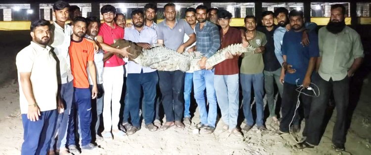 ભાણવડમાં મગરનું દિલધડક રેસ્ક્યુ કર્યા બાદ બરડાના પ્રાકૃતિક આવાસમાં મુક્ત કરાયો