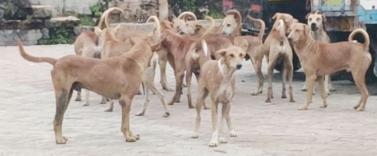 જૂનાગઢ શહેરમાં રખડતા કુતરાઓના ત્રાસથી શહેરીજનો ત્રાહિમામ : કોર્પોરેશન પાસે કોઈ નક્કર આયોજન જ નથી