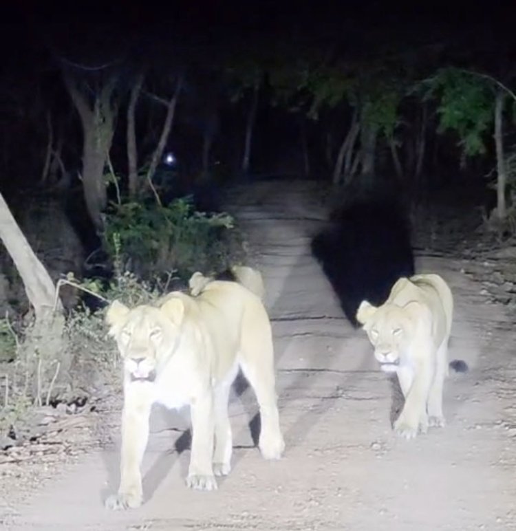 તાલાળાનાં વાડલા ગીર ગામે લટાર મારતા વનરાજાે