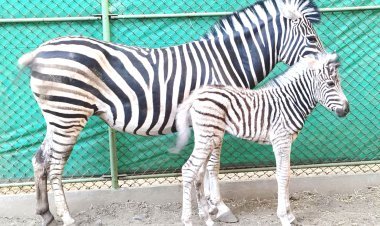 સક્કરબાગ પ્રાણી સંગ્રહાલય જૂનાગઢ ખાતે પ્લેન્સ ઝેબ્રા માંએ માદા બચ્ચાને જન્મ આપ્યો