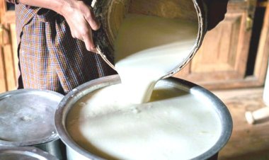 ભેળસેળવાળુ દુધ આરોગવું એટલે કેન્સરને સીધું જ આમંત્રણ જૂનાગઢ જીલ્લામાં કેન્સરનાં દર્દીઓમાં વધારો - નકલી દુધ કારણભુત ?