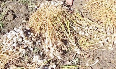 વેરાવળ સોમનાથમાં ૨૦ મિનિટમાં એક ઈંચ કમોસમી વરસાદ વરસી જતા ખેડૂતો બેહાલ અને લોકો આશ્ચર્ય મુગ્ધ થયા