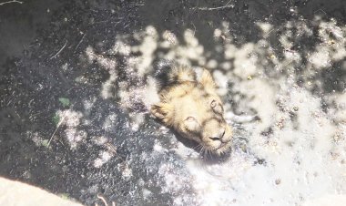 નવાબંદરની સીમમાં ખુલ્લા કુવામાં એક સિંહ પડી જતા વન વિભાગે દિલધડક રેસ્ક્યુ કરી સિંહને સલામત રીતે બહાર કાઢી જીવ બચાવ્યો