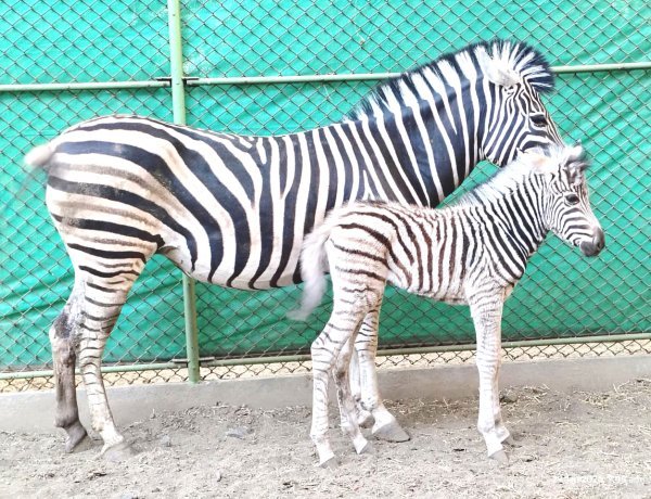 સક્કરબાગ પ્રાણી સંગ્રહાલય જૂનાગઢ ખાતે પ્લેન્સ ઝેબ્રા માંએ માદા બચ્ચાને જન્મ આપ્યો