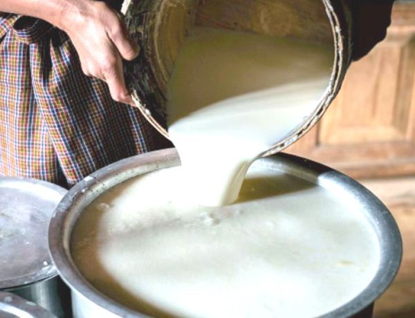 ભેળસેળવાળુ દુધ આરોગવું એટલે કેન્સરને સીધું જ આમંત્રણ જૂનાગઢ જીલ્લામાં કેન્સરનાં દર્દીઓમાં વધારો - નકલી દુધ કારણભુત ?