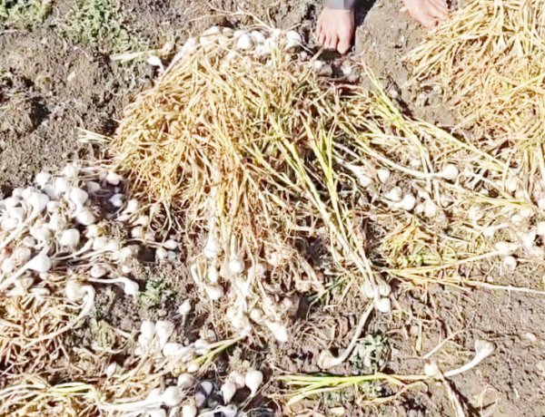 વેરાવળ સોમનાથમાં ૨૦ મિનિટમાં એક ઈંચ કમોસમી વરસાદ વરસી જતા ખેડૂતો બેહાલ અને લોકો આશ્ચર્ય મુગ્ધ થયા