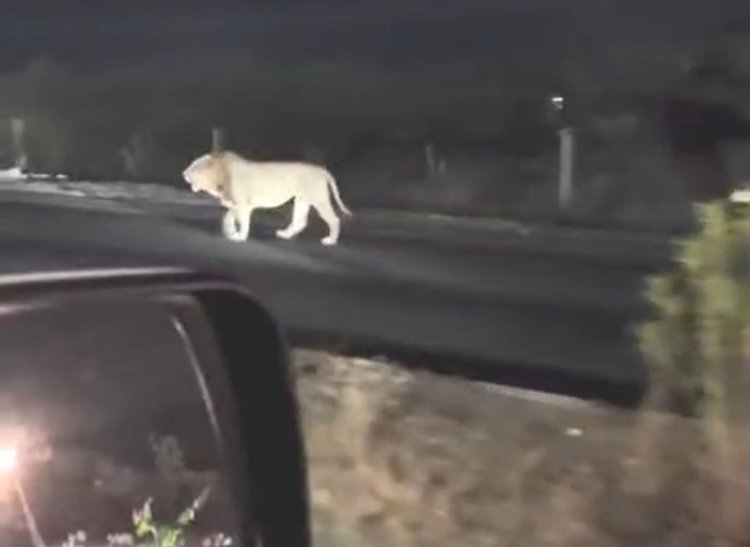 ઉના બાયપાસ ઉપર વનરાજે મારી શાહી લટારનો વિડીયો વાયરલ