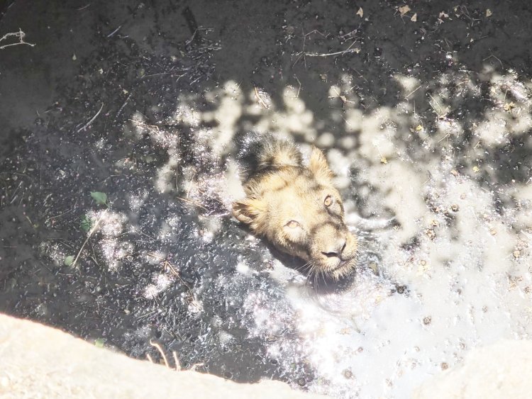 નવાબંદરની સીમમાં ખુલ્લા કુવામાં એક સિંહ પડી જતા વન વિભાગે દિલધડક રેસ્ક્યુ કરી સિંહને સલામત રીતે બહાર કાઢી જીવ બચાવ્યો