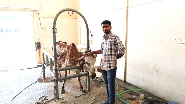 ગાયને માતા તરીકે પૂજતા દેશમાં ગાયની સારવાર માટે ટેકનોલોજીનો અભાવ હોવાની ફરિયાદ