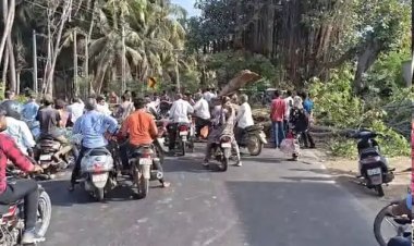 માંગરોળ-કેશોદ હાઈવે પર વડનું વૃક્ષ પડતાં ટ્રાફિક ઠપ