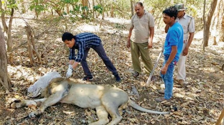 બૃહદ ગીર-સૌરાષ્ટ્રના રેવન્યુ વિસ્તારમાં રખડતા પશુ-કુતરા સિંહો માટે અત્યંત જાેખમી પુરવાર થઈ રહ્યા છે