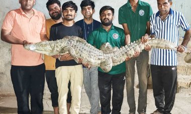 ભાણવડના વાનાવડમાં વનવિભાગ અને એનીમલ લવર્સ ગૃપ દ્વારા એક જ રાત્રિમાં બે મહાકાય મગરોના સફળ રેસ્કયું