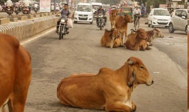જૂનાગઢ શહેરમાં રખડતા ઢોરની સમસ્યા હલ કરવામાં તંત્ર સદંતર નિષ્ફળ!