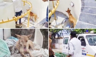 લાખોના રેલીંગ વગરના રિલાયન્સ ફુવારામાં શ્વાન ફસાયું અબોલ જીવને ઈજા, પાલિકાના કામને પણ નુકસાન