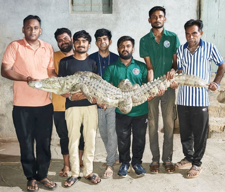 ભાણવડના વાનાવડમાં વનવિભાગ અને એનીમલ લવર્સ ગૃપ દ્વારા એક જ રાત્રિમાં બે મહાકાય મગરોના સફળ રેસ્કયું