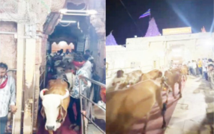 દ્વારકા જગત મંદિરેની 21 ગૌમાતાએ પરિક્રમા કરી